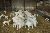 Rebaño de ovejas y corderos recién nacidos - foto de stock