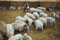 Rebaño de ovejas y corderos recién nacidos - foto de stock