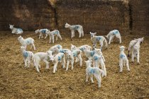 Flock of newborn lambs — Stock Photo