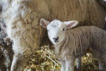Ovelha com cordeiro recém-nascido — Fotografia de Stock