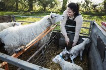 Mujer de pie con dos ovejas - foto de stock