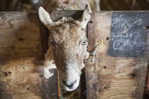 Moutons regardant la caméra — Photo de stock