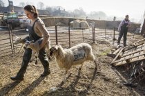 Dos mujeres en un corral de ovejas - foto de stock