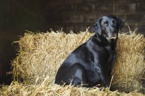 Schwarzer Labrador-Hund — Stockfoto