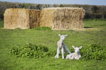 Dos corderos recién nacidos - foto de stock