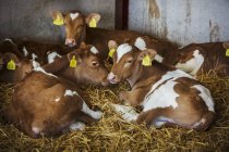 Five brown and white calves — Stock Photo