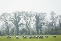 Стадо овец на пастбище — стоковое фото