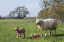 Oveja y dos corderos recién nacidos - foto de stock