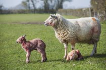 Ovelhas e dois cordeiros recém-nascidos — Fotografia de Stock