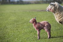 Pecora e un agnello appena nato — Foto stock