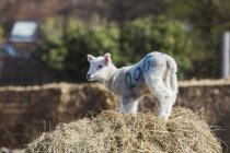 Newborn lamb standing on bale — Stock Photo
