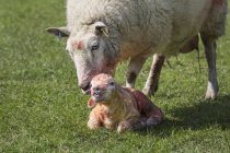 Pecora leccare pulire il suo agnello appena nato — Foto stock