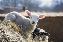 Newborn lamb peeking out of straw. — Stock Photo