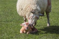 Ewe lécher nettoyer son agneau nouveau-né — Photo de stock
