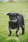 Young animal, a black lamb — Stock Photo