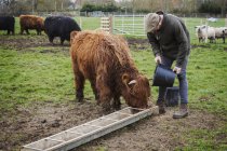 Man filling feed trough — Stock Photo