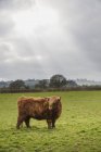 Корова в мохнатом красном пальто — стоковое фото