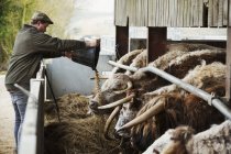 Agricultor que esvazia alimentos para animais — Fotografia de Stock