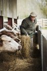 Agricultor que alimenta gado — Fotografia de Stock