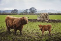 Vaches et veaux des Highlands — Photo de stock