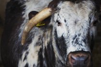Langhorn-Kuh aus nächster Nähe — Stockfoto