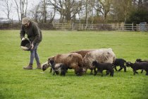 Pecore e agnelli che seguono un uomo — Foto stock