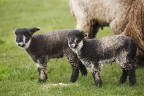 Ovelhas maduras e dois cordeiros — Fotografia de Stock