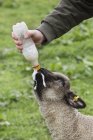 Homem garrafa alimentando um cordeiro jovem — Fotografia de Stock