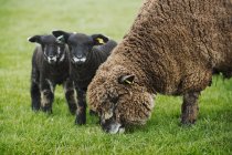 Brown sheep and two black lambs — Stock Photo