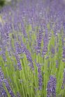 Lavender plant flowering. — Stock Photo