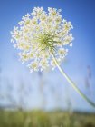 Pointe avec des fleurs blanches — Photo de stock