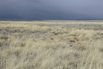 Sky and desert grasslands — Stock Photo