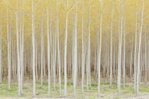 Rows of poplar trees. — Stock Photo