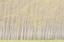 Commercially grown poplar trees. — Stock Photo