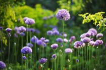 Allium púrpura en el jardín . - foto de stock