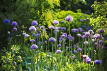 Purple Allium in garden. — Stock Photo