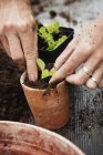 Person planting seedling — Stock Photo