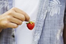 Boy holding fresh strawberry. — Stock Photo