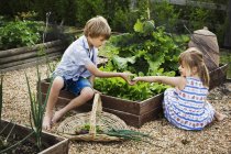 Boy and girl by a vegetable bed — Stock Photo