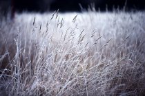 Surface view across field of grass. — Stock Photo