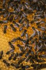 Bienen auf der Spitze der Wabe. — Stockfoto