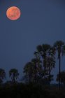 Luna roja sobre palmeras - foto de stock