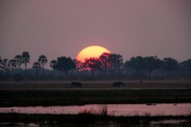 Silhouettes of african elephants — Stock Photo