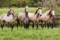 Brown lusitano horses — Stock Photo