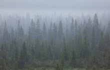 Alberi in bufera nella foresta — Foto stock