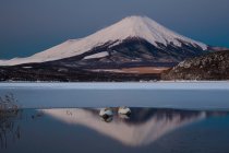 Немые лебеди в озере — стоковое фото