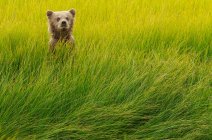 Filhote de urso marrom na grama verde — Fotografia de Stock