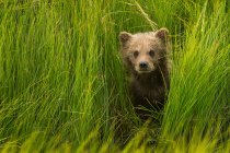 Brown bear cub in green grass — Stock Photo