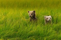 Filhotes de urso marrom — Fotografia de Stock
