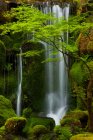 Cascada en bosque verde - foto de stock
